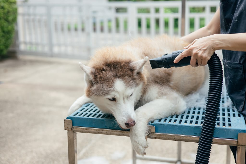 Professional groomer blow-drying a Siberian Husky on a grooming table, illustrating the importance of properly drying a pet after bathing