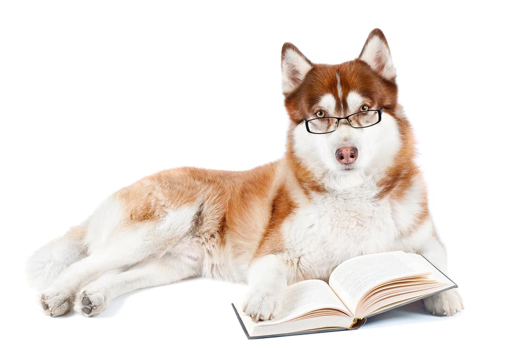 A fluffy Siberian Husky wearing glasses, lying down with an open book, looking like it's reading about dog grooming questions and tips.