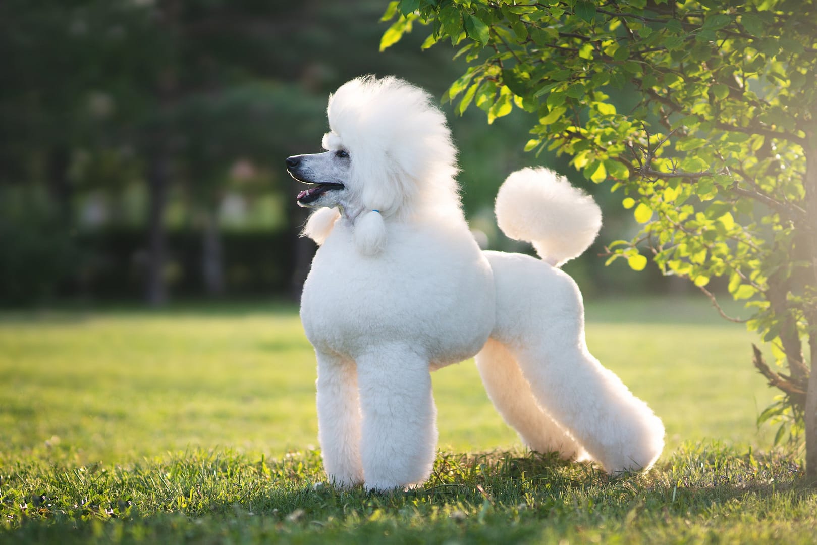 Well-Groomed White Poodle in a Scenic Green Park. A beautifully groomed white Poodle standing gracefully in a lush green park, showcasing its elegant coat and distinctive styling.