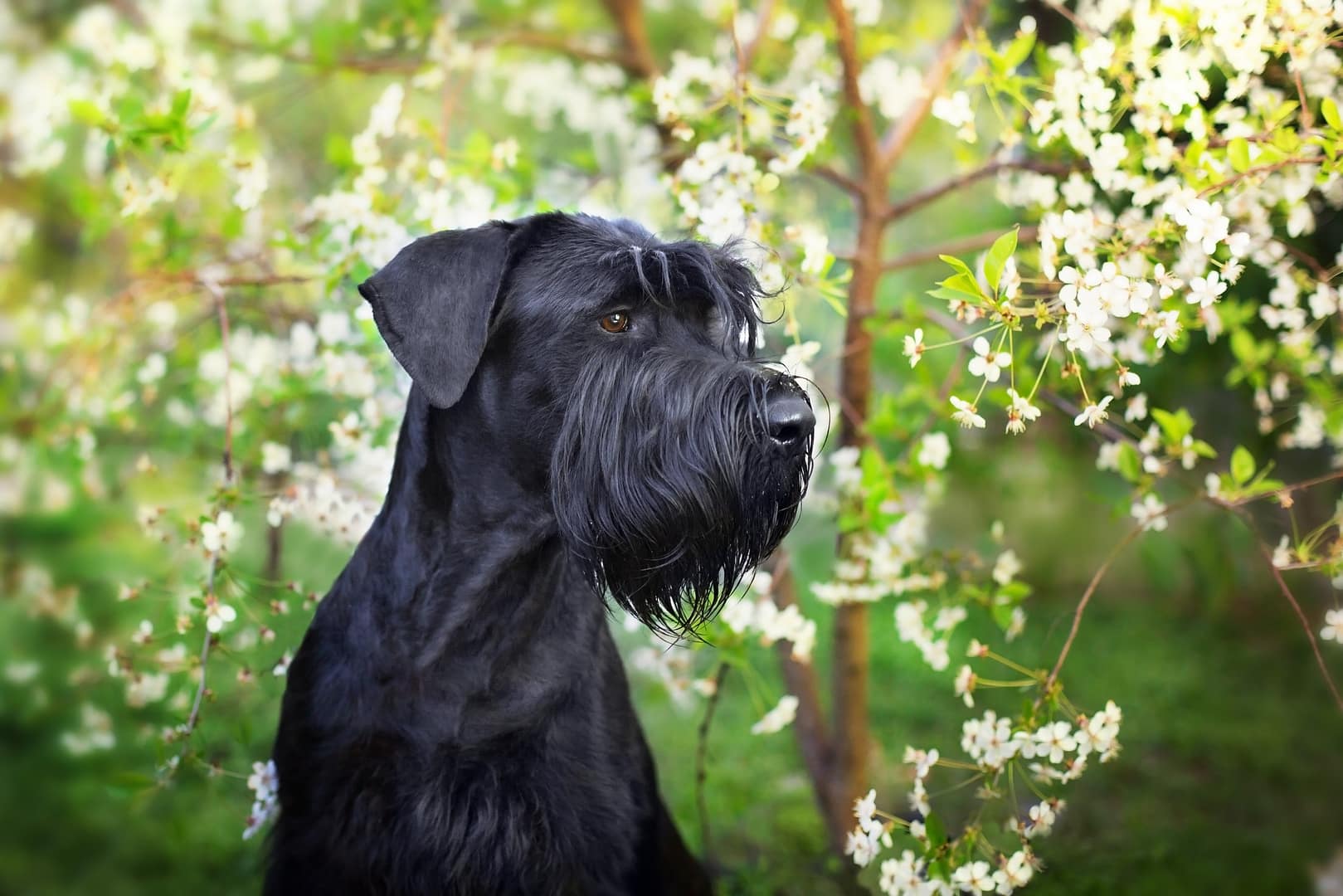 Elegant Black Giant Schnauzer Amidst Blooming Flowers. A majestic black Giant Schnauzer standing among blooming white flowers, showcasing its strong build and signature beard.