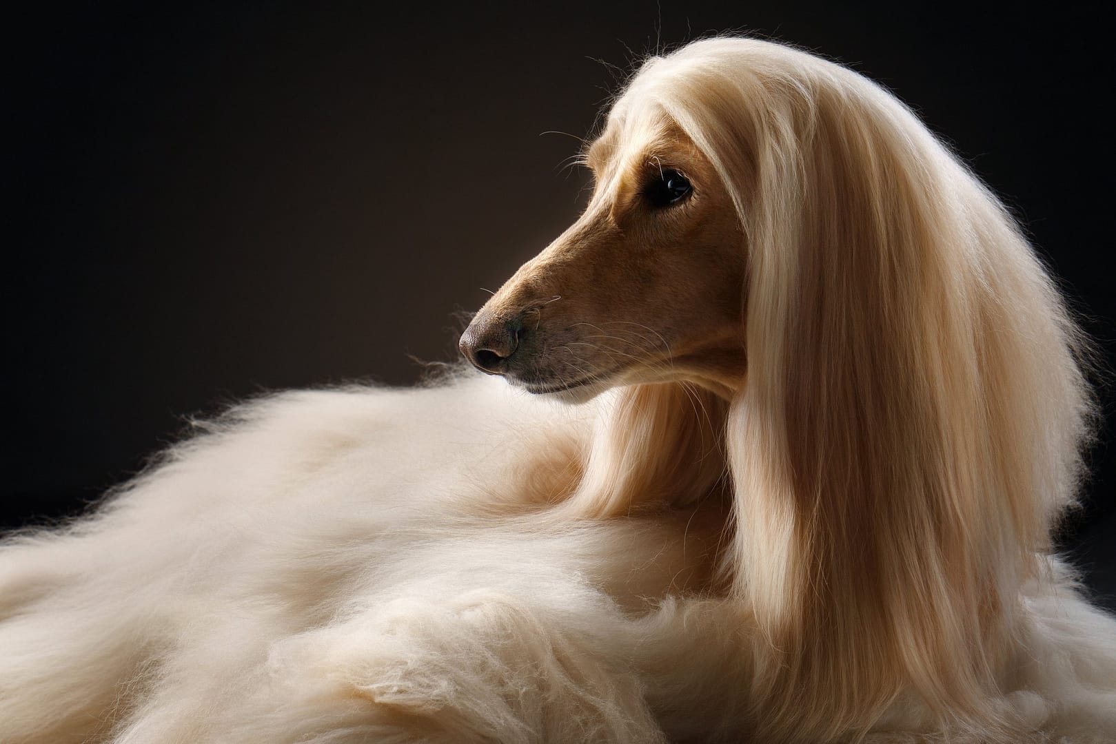 Elegant Afghan Hound with a Flowing Silky Coat in a Photorealistic Portrait A high-quality, photorealistic image of an Afghan Hound with a sleek, silky coat, showcasing its elegant and regal appearance.