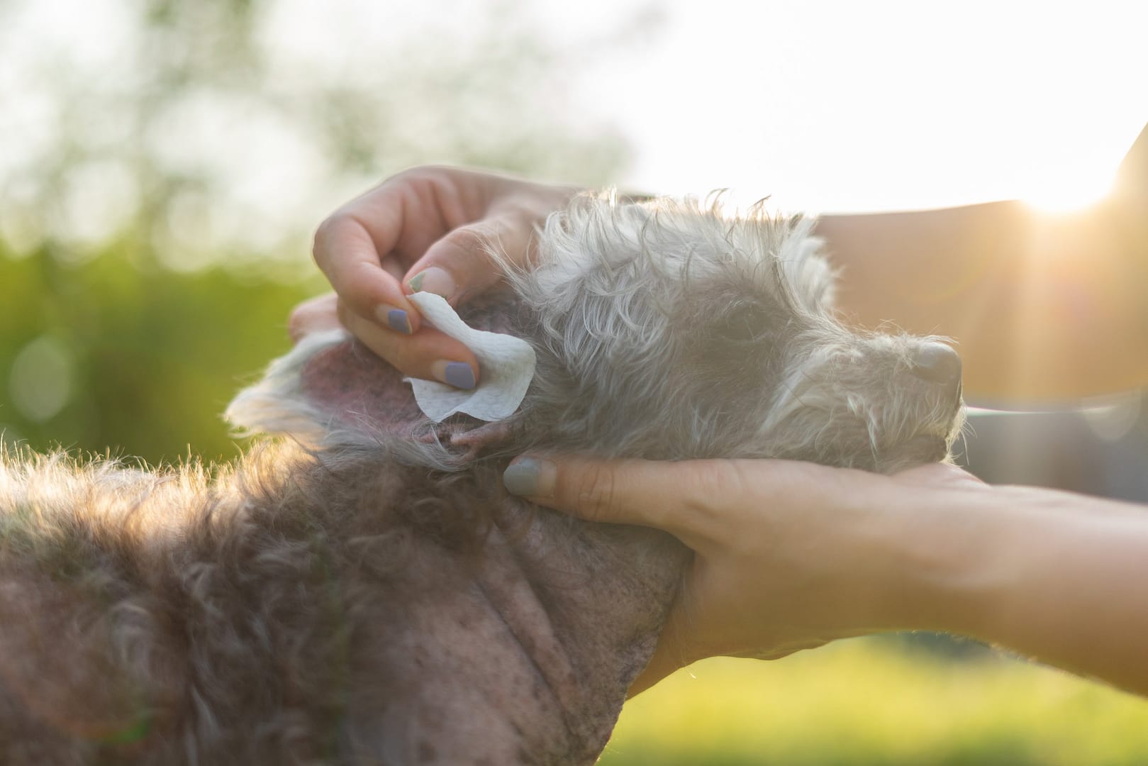 A person gently cleaning a dog's ear using a cotton pad outdoors in natural sunlight. Proper dog ear cleaning helps prevent infections and maintain ear health.