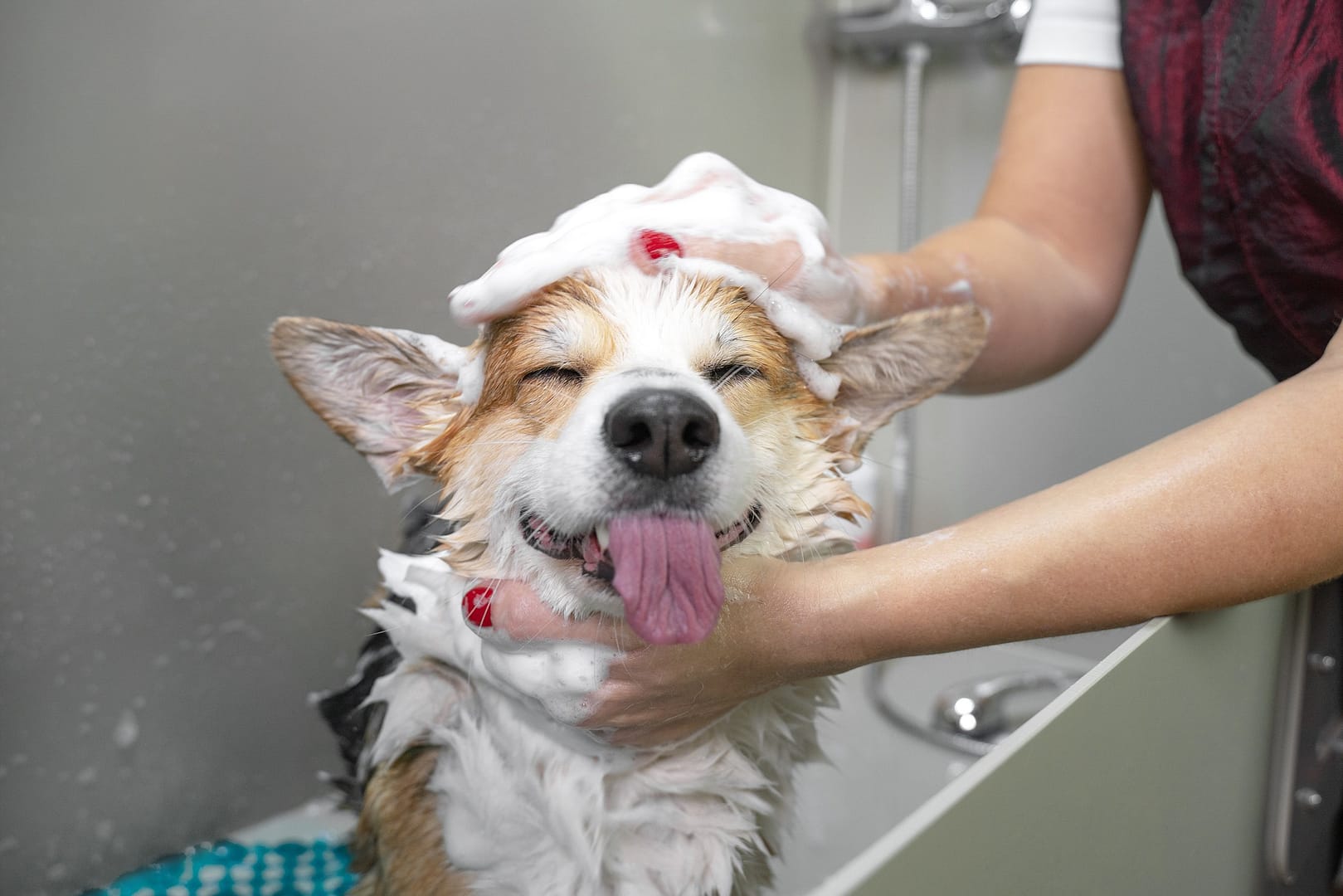 How to Bathe Your Dog Properly – A Step-by-Step Guide to a Fresh and Clean Coat. Happy dog enjoying a relaxing bath with shampoo lather, illustrating how to bathe your dog properly for a clean and healthy coat.