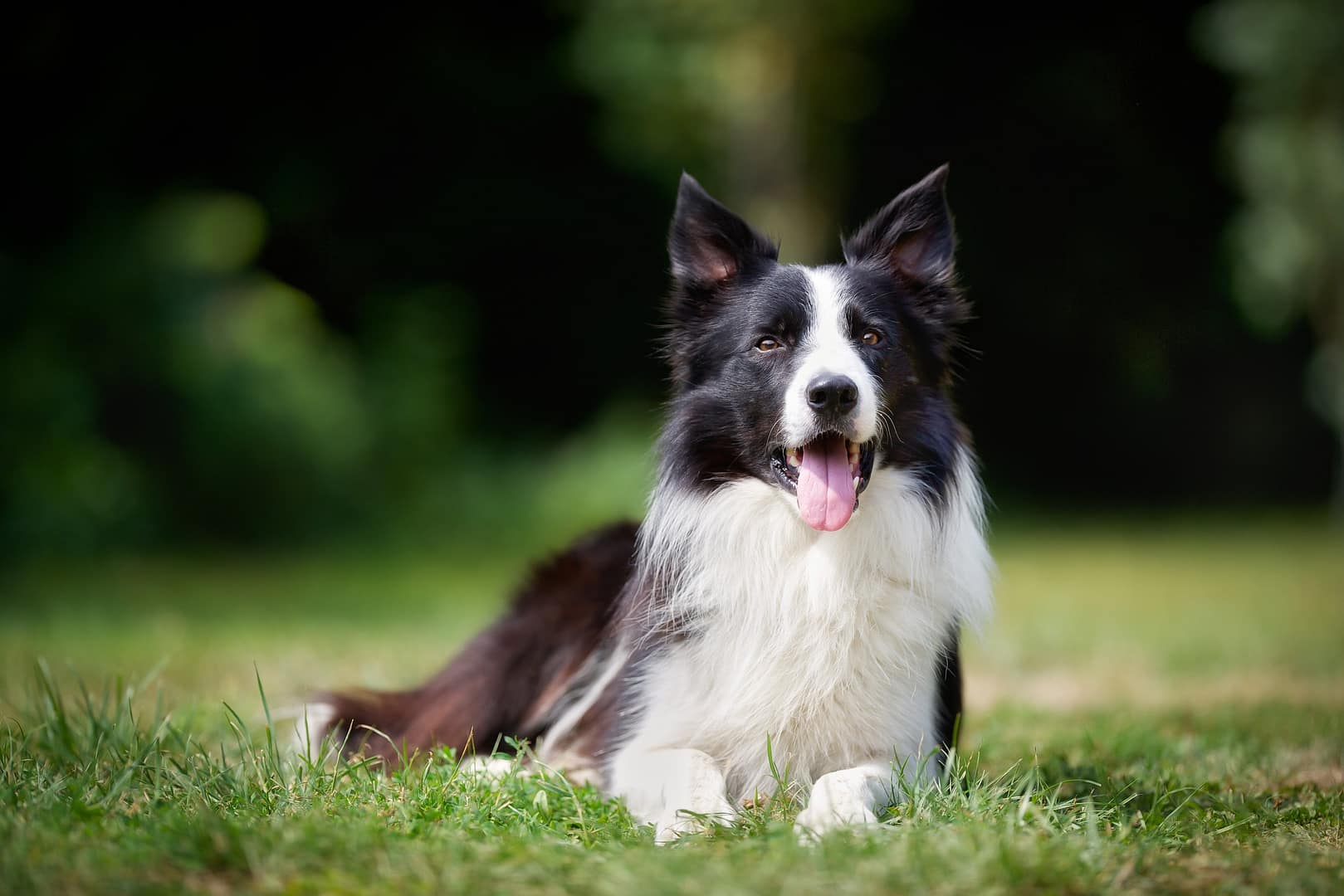 Border Collie with a healthy coat – Essential grooming and brushing tips Happy Border Collie lying on grass with a well-groomed, shiny coat, showcasing proper coat care and grooming