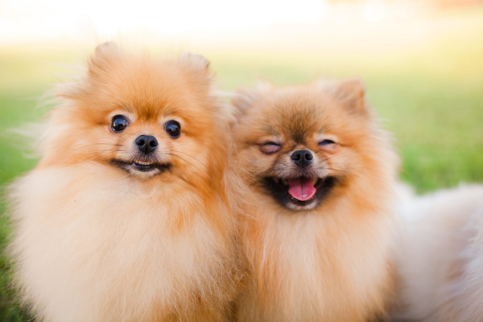 Grooming Pomeranians – tips for maintaining a fluffy and healthy coat. Two fluffy Pomeranian dogs with bright, happy expressions, showcasing their thick double coats.