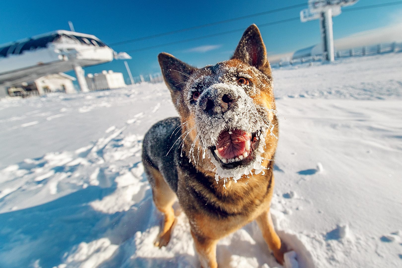 Managing dry dog skin in colder months