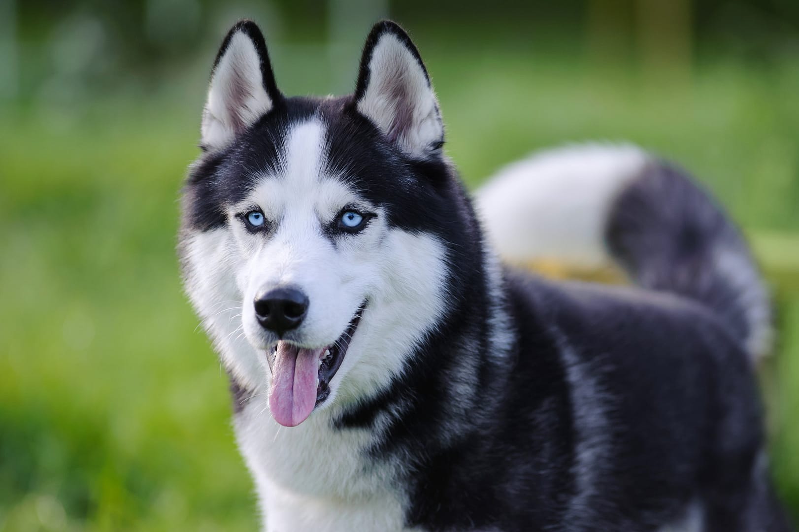 Grooming a Siberian Husky – how to maintain a healthy double coat and manage shedding. A striking Siberian Husky with blue eyes standing in a grassy field, showcasing its thick double coat.