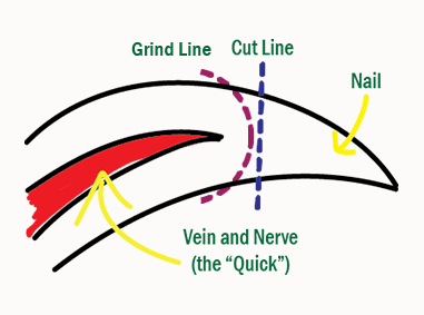 Safe Dog Nail Clipping Guide A diagram illustrating a dog's nail structure, showing the safe cut line, grind line, and the quick (vein and nerve) to avoid when trimming.