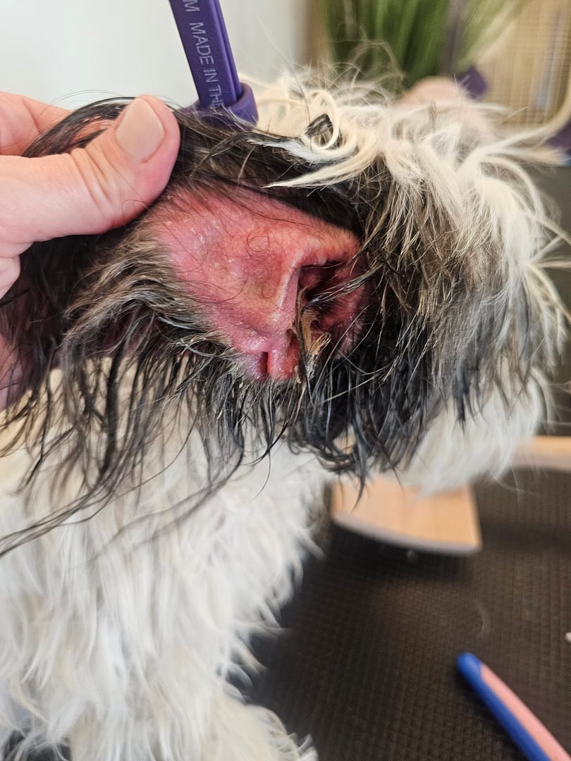 Dog Ear Infection: Signs, Symptoms, and the Importance of Proper Ear Cleaning A close-up of a dog's inflamed ear with visible redness and discharge, possibly indicating an infection. Proper dog ear cleaning and veterinary care are essential for preventing and treating ear issues.